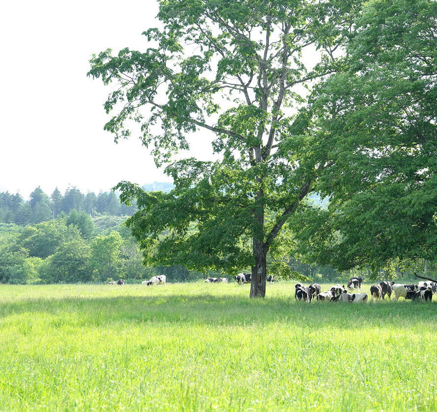 牧場と牛